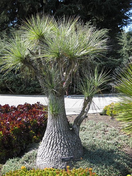 Beaucarnea gracilis