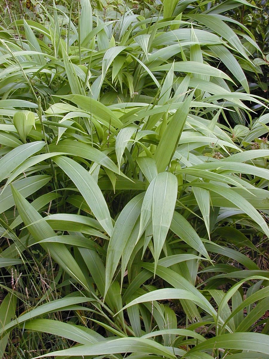 Palmegræs - Setaria palmifolia