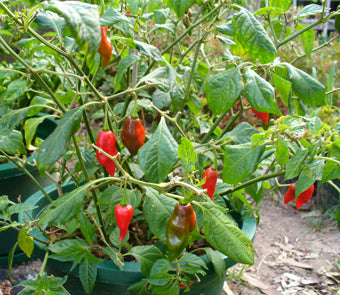 Habanero Paper Lantern - C. chinense