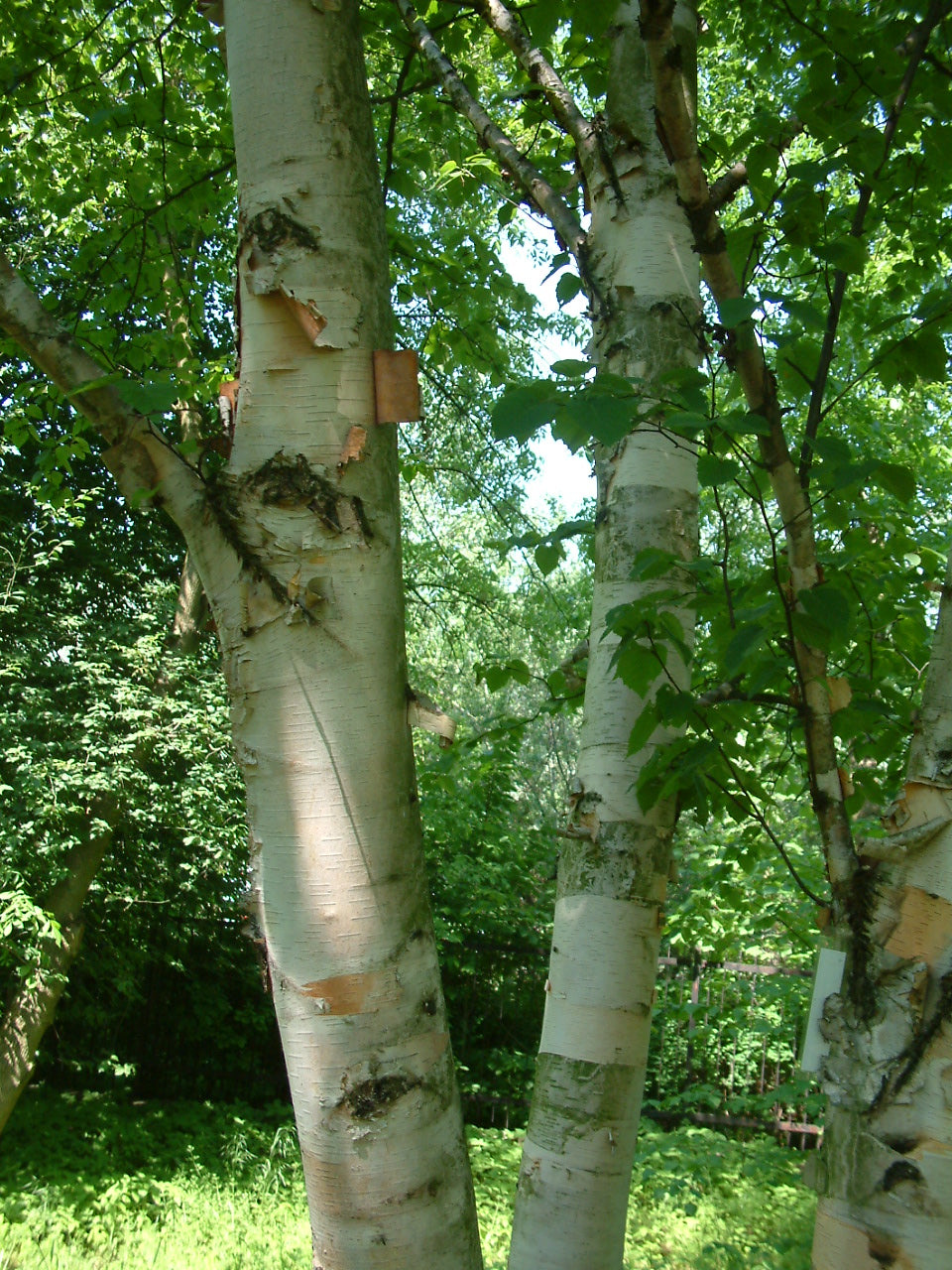 Papir Birk - Betula papyrifera