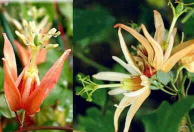 Passiflora aurantia