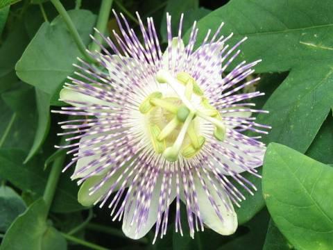 Passiflora Gibertii