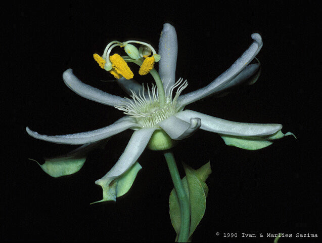 Passiflora Mucronata