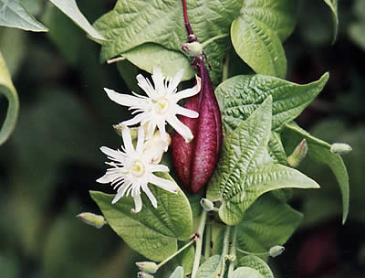 Passiflora Capsularis 'Maracuja'