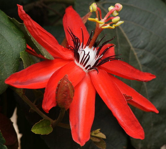Passiflora coccinea