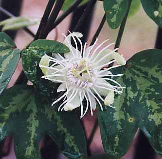 Passiflora Trifasciata