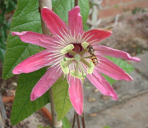 Passiflora palmeri var. sublanceolata