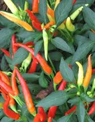 Patio Fire - C.annuum
