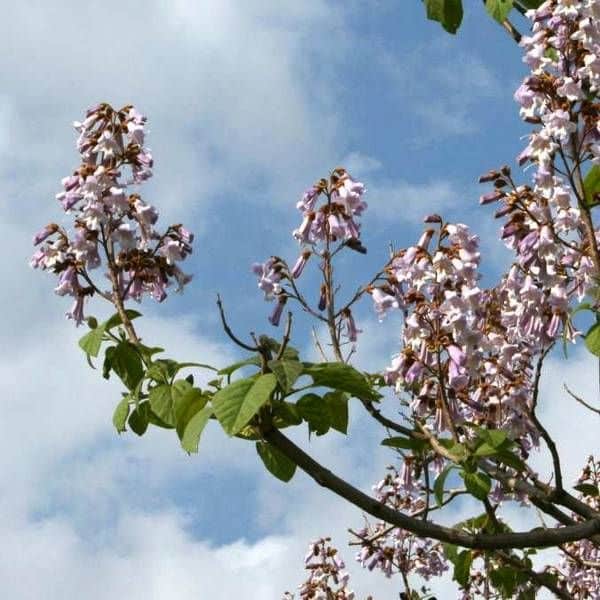 Kejsertræ - Paulownia imperialis