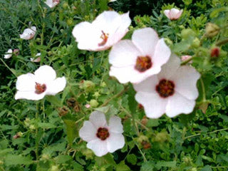 Pink Pavonia - Pavonia hastata