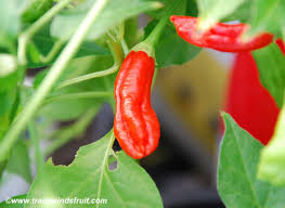 Aji Peanut - C.baccatum