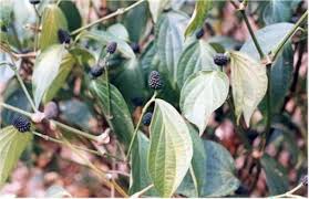 Vild Peber - Piper peepuloides