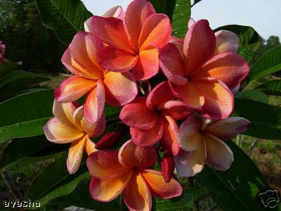 Plumeria -  Penang Peach