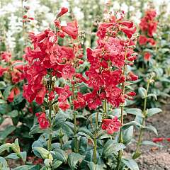 Penstemon hartwegii 'Tubular Bells' Rød