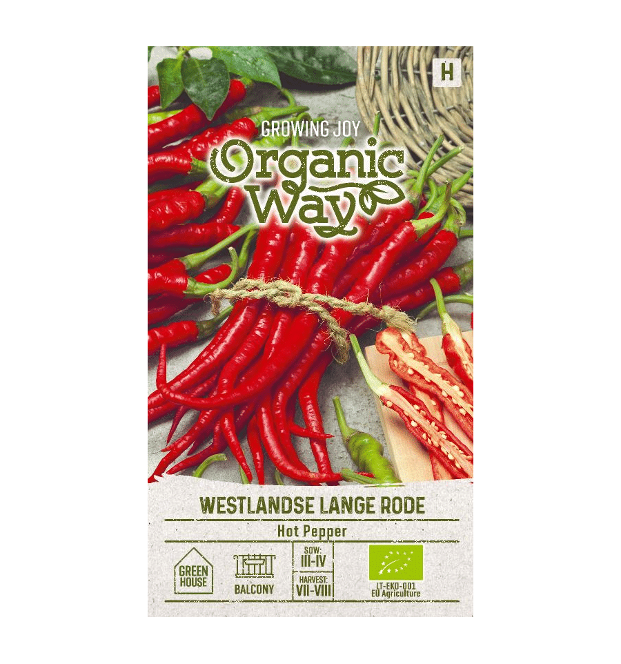 Westlandse Lange Rode - C. annuum