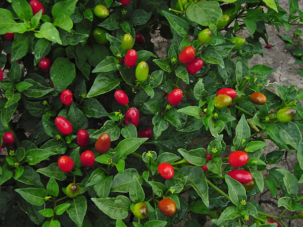 Pequin - C. annuum