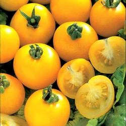 Yellow Perfection - tomat