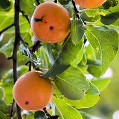 Persimmon - Diospyrus Virginiana