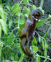 Peru Long Brown – C. chinense