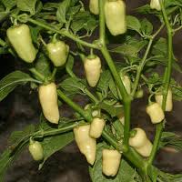 Habanero Peruvian White - C. chinense