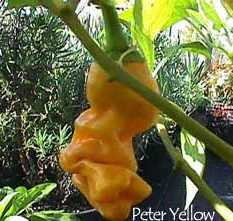 Peter Penis Pepper  Gul - C. annuum