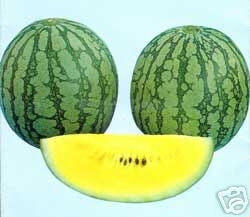 Petite Yellow - vandmelon