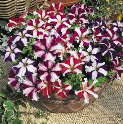 Petunia Compacta"Stars"