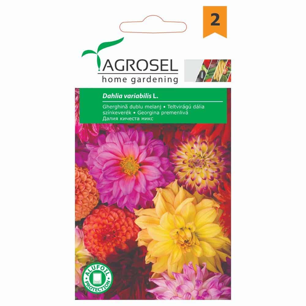 Dahlia double mix