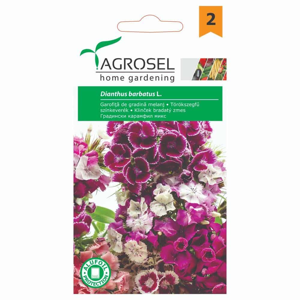 Studenternelliker - Dianthus Barbatus - Sweet William - PG2