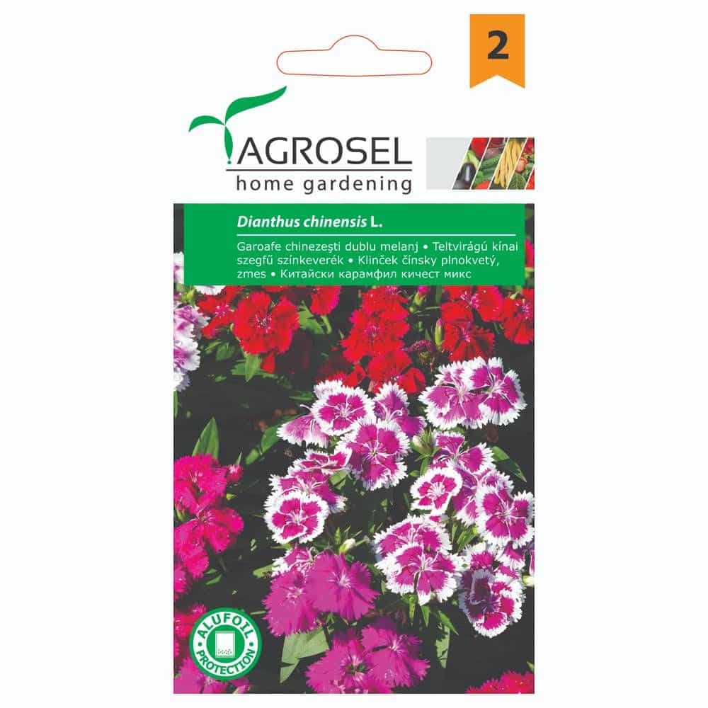 Nellike - Dianthus Chinensis