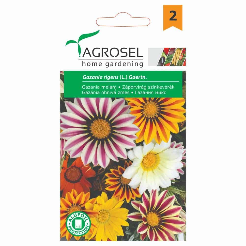 Gazania - Rigens (L.) Gaertn