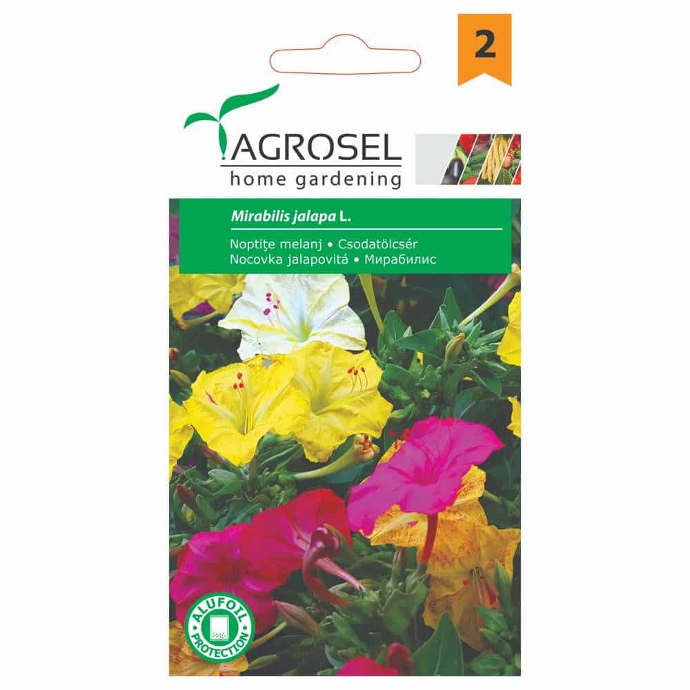 Vidunderblomst - Mirabilis Jalapa