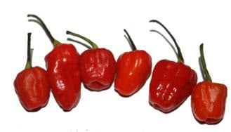 Phiringi Jolokia - C. annuum