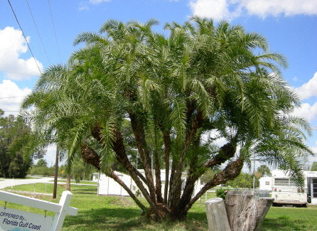 Senegal dadel - Phoenix reclinata