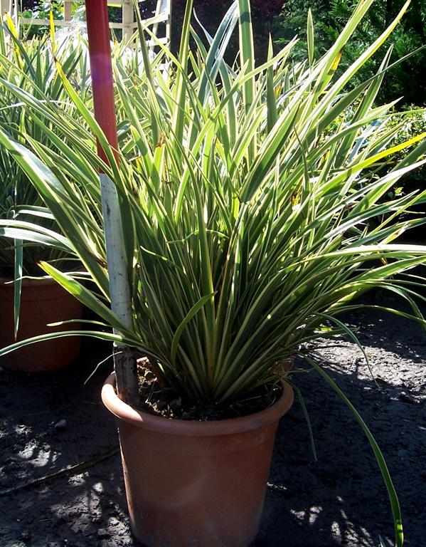 Broget New Zealandsk Hør -  Phormium tenax variegatum