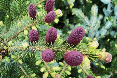 Jesso-Gran - Picea jezoensis