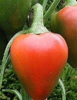 Pimento