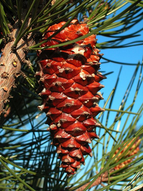 Italiensk Strandfyr - Pinus Pinaster