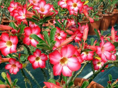 Ørkenrose - Adenium 'Pink 1000'