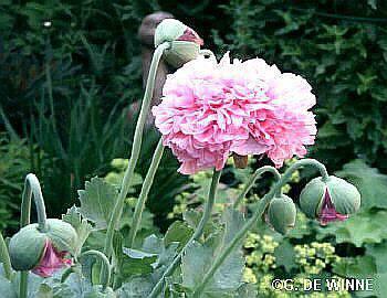 Pæonvalmue Mix - Papaver somniferum - Blandede farver