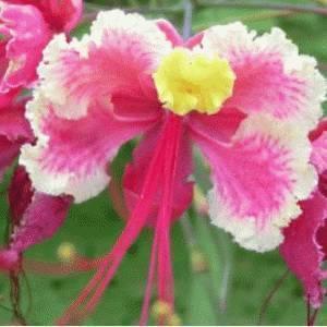 Påfugleblomst 'Pink' - Caesalpinia pulcherrima X