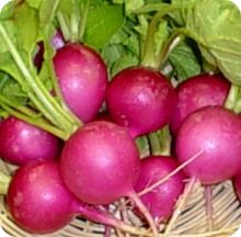 Radis - Pink Celebration