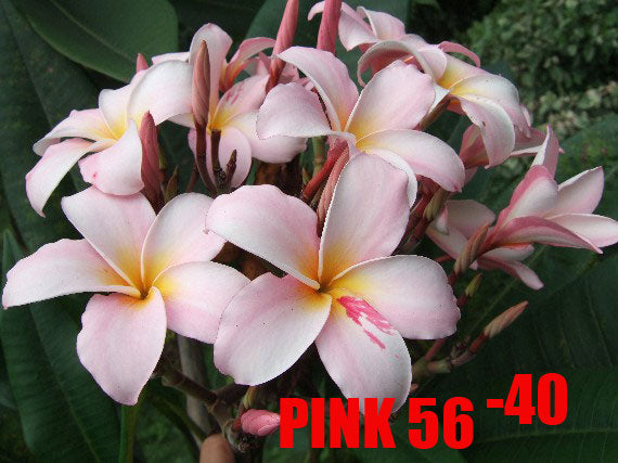 Plumeria - Pink 56
