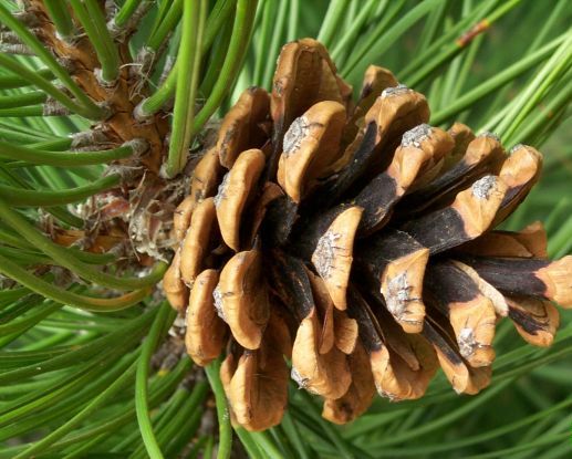 Østrigsk Fyr - Pinus nigra austriaca