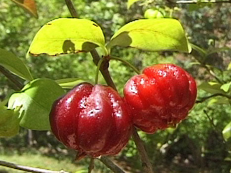 Pitanga - Euginia Uniflora - Plante