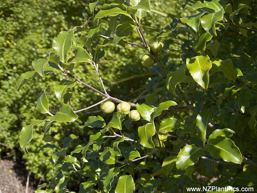 Klæbefrø - Pittosporum tenuifolium