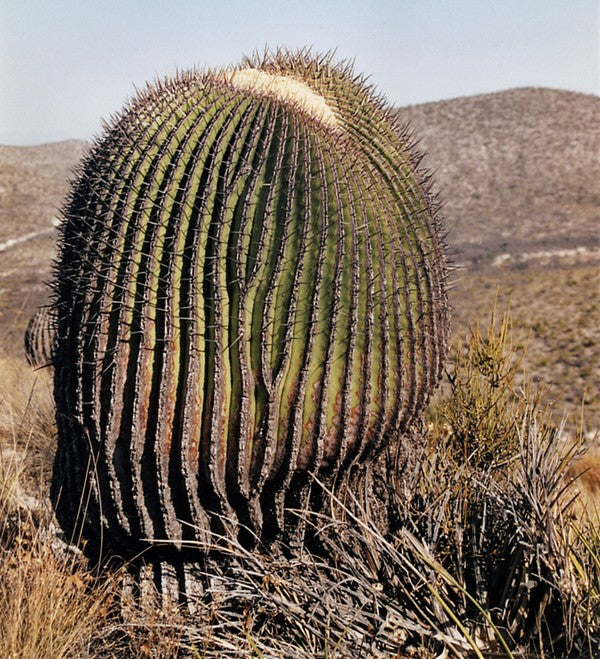 Tønde kaktus - Echinocactus Platyacanthus