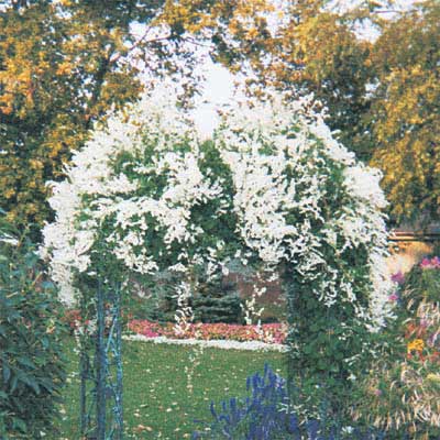 Silver Lace Vine - Polygonum aubertii