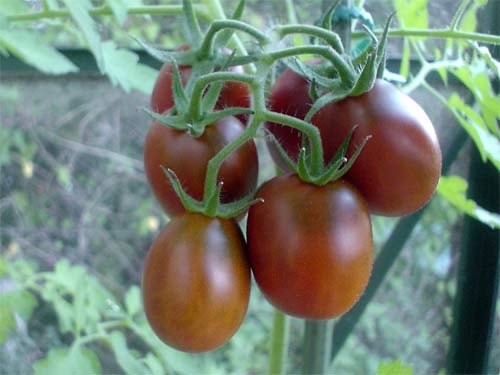 Tomat - Black Plum