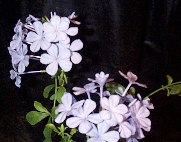 Blyrod - plumbago Capensis